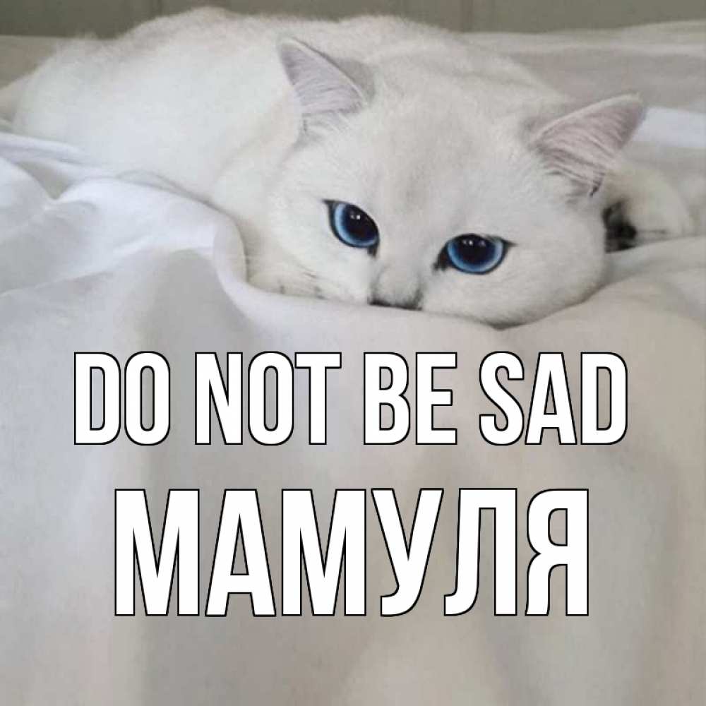 Greetings card с именем, Мамуля Do not be sad белый кот с голубыми глазами на белоснежной кровати Greetings with text for free download 