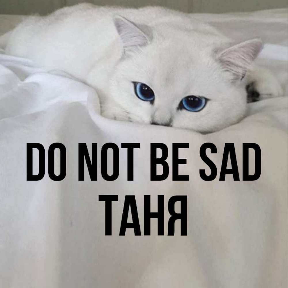 Greetings card с именем, Таня Do not be sad Голубоглазая кошка Greetings with text for free download 