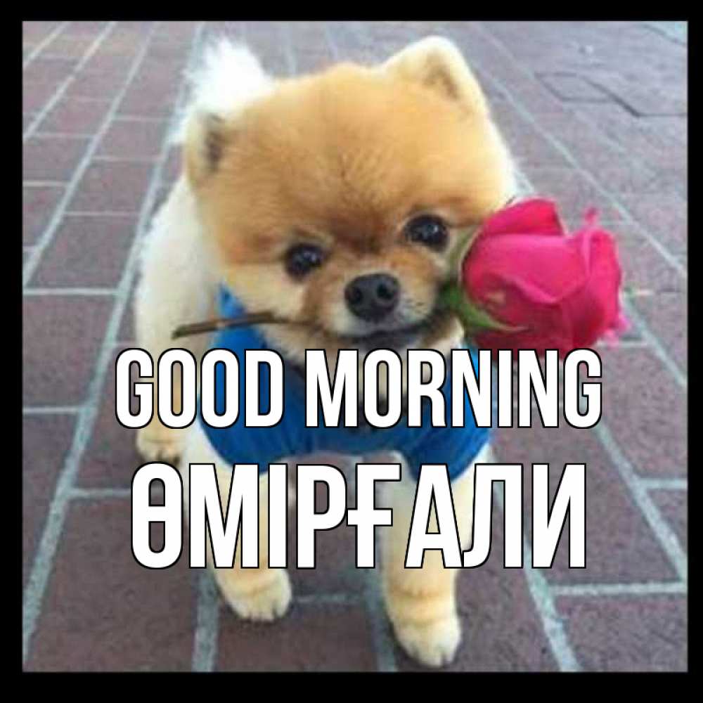 Greetings card с именем, ӨМІРҒАЛИ Good morning роза в зубах Greetings with text for free download 