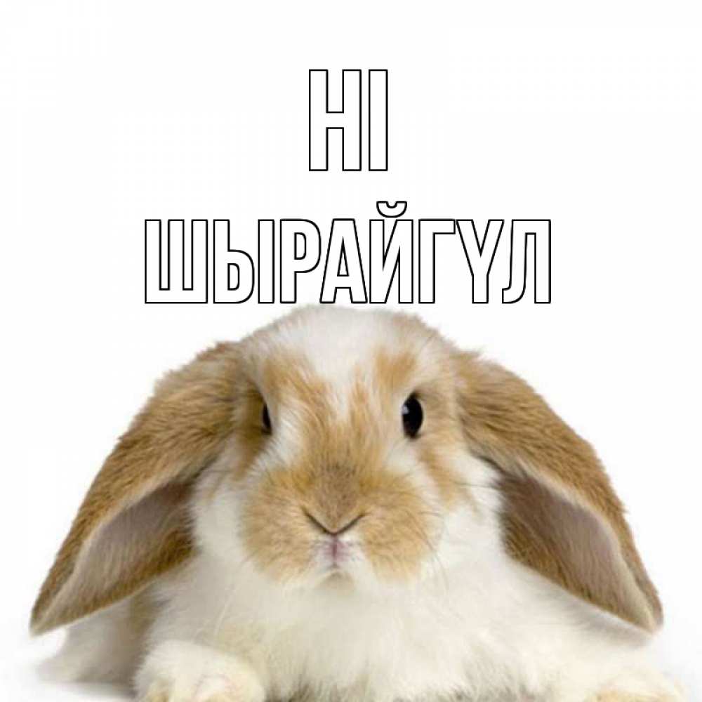 Greetings card с именем, ШЫРАЙГҮЛ Hi с животными Greetings with text for free download 