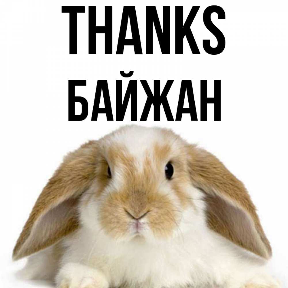 Greetings card с именем, Байжан Thanks коричнево белый заяц Greetings with text for free download 