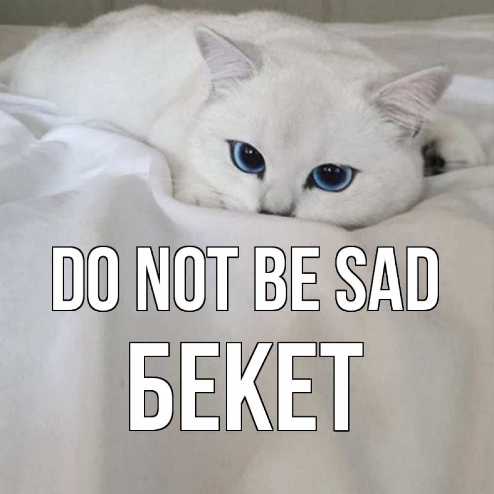 Greetings card с именем, Бекет Do not be sad белый кот с голубыми глазами на белоснежной кровати Greetings with text for free download 