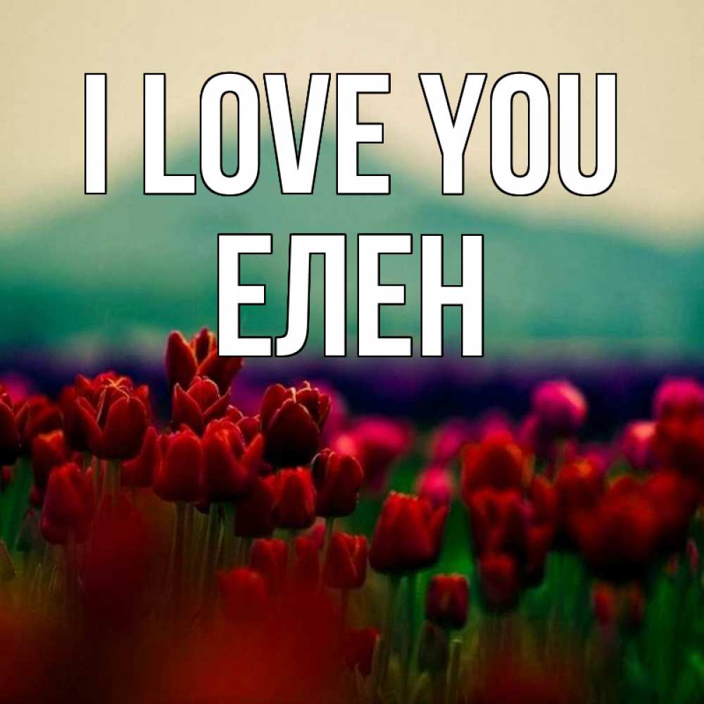 Greetings card с именем, Елен I love you тюльпаны 4 Greetings with text for free download 