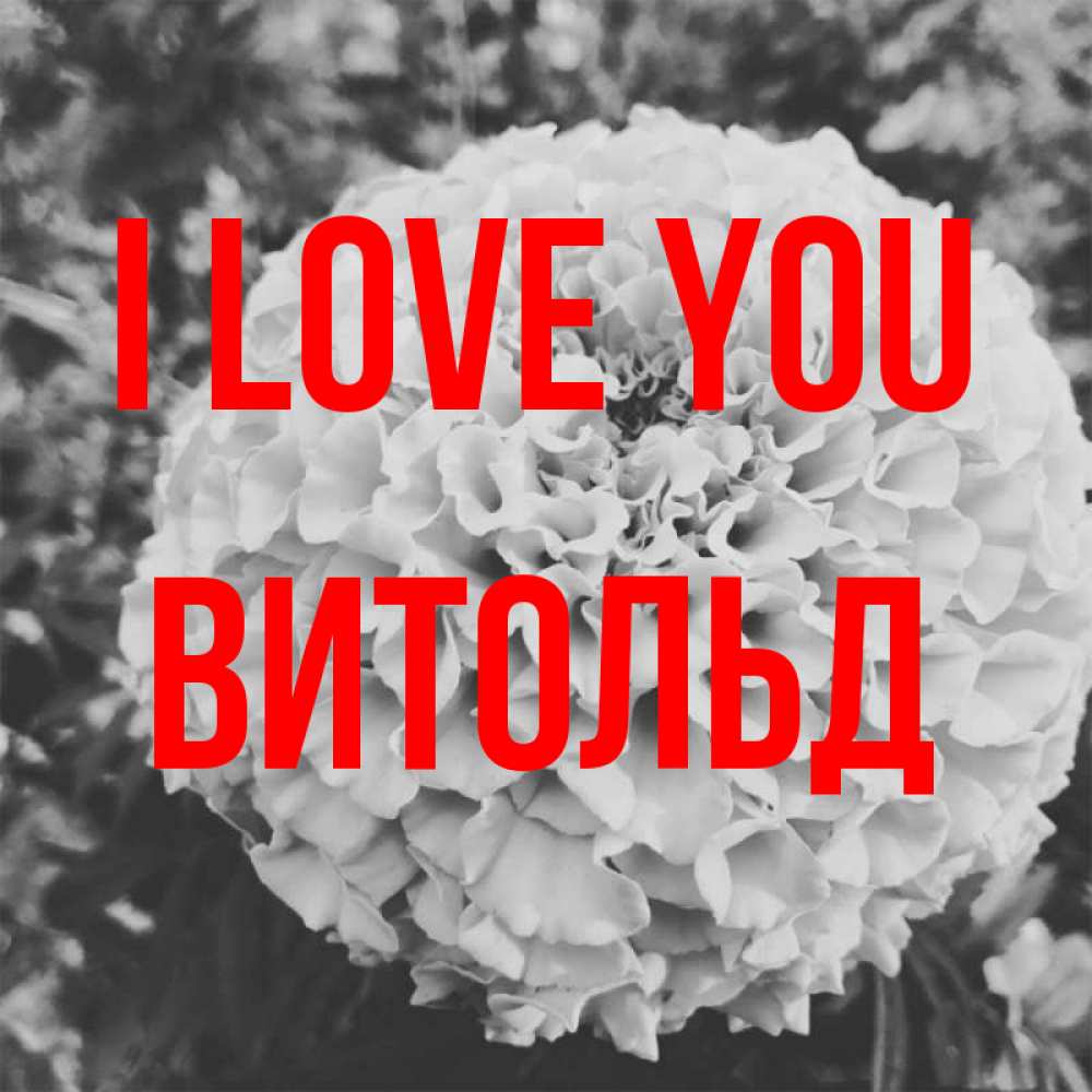 Greetings card с именем, Витольд I love you подпись Greetings with text for free download 