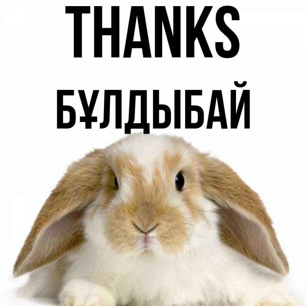 Greetings card с именем, Бұлдыбай Thanks коричнево белый заяц Greetings with text for free download 