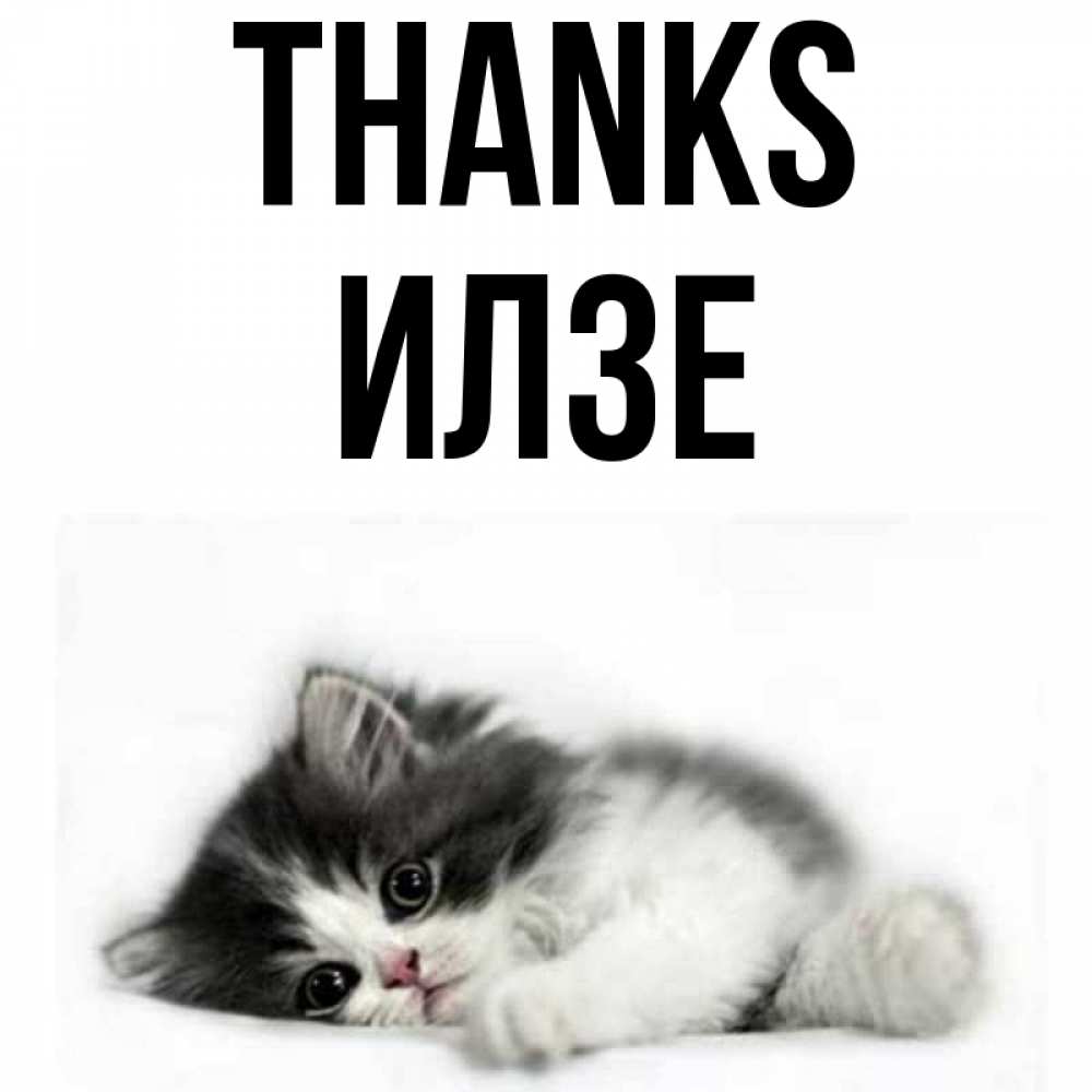 Greetings card с именем, Илзе Thanks черный и белый кот Greetings with text for free download 