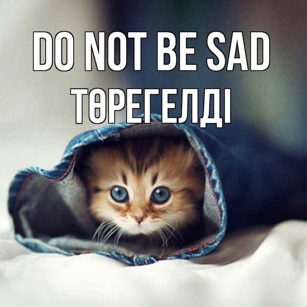 Greetings card с именем, Төрегелді Do not be sad кот в одежде Greetings with text for free download 