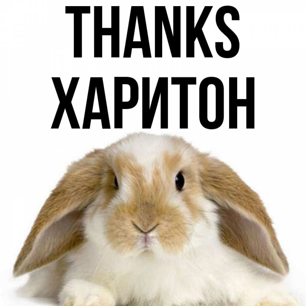 Greetings card с именем, Харитон Thanks коричнево белый заяц Greetings with text for free download 
