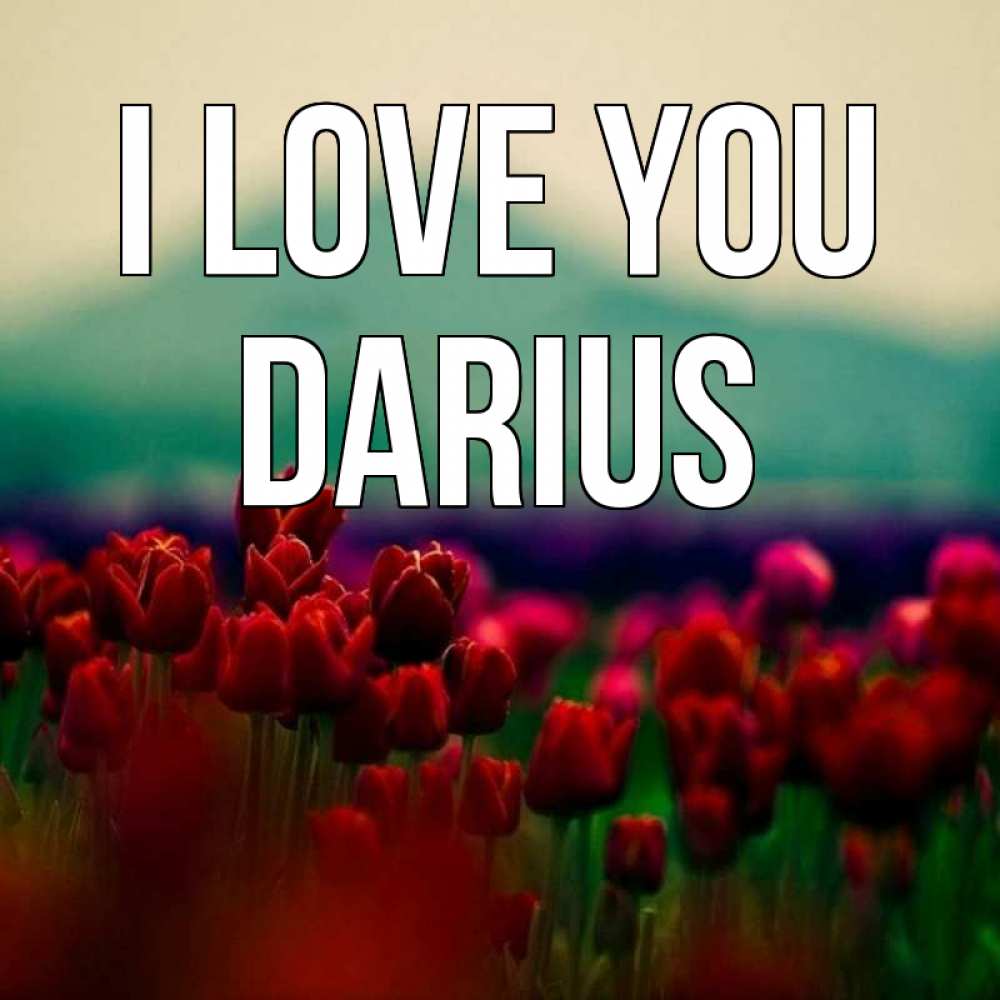 Greetings card с именем, Darius I love you тюльпаны 4 Greetings with text for free download 