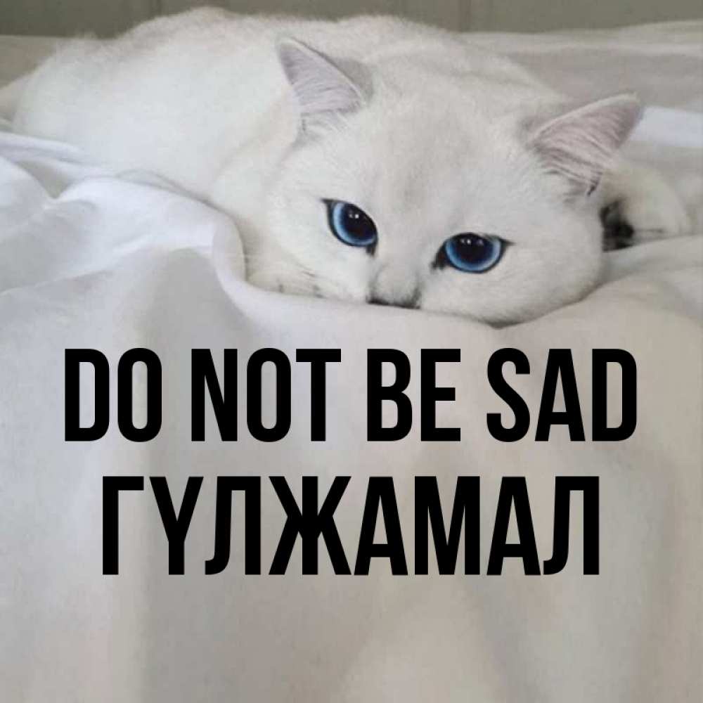 Greetings card с именем, ГҮЛЖАМАЛ Do not be sad Голубоглазая кошка Greetings with text for free download 