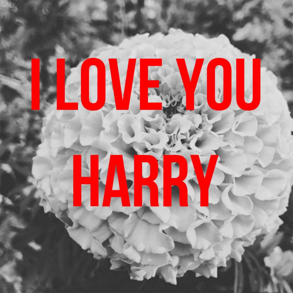 Greetings card с именем, Harry I love you подпись Greetings with text for free download 