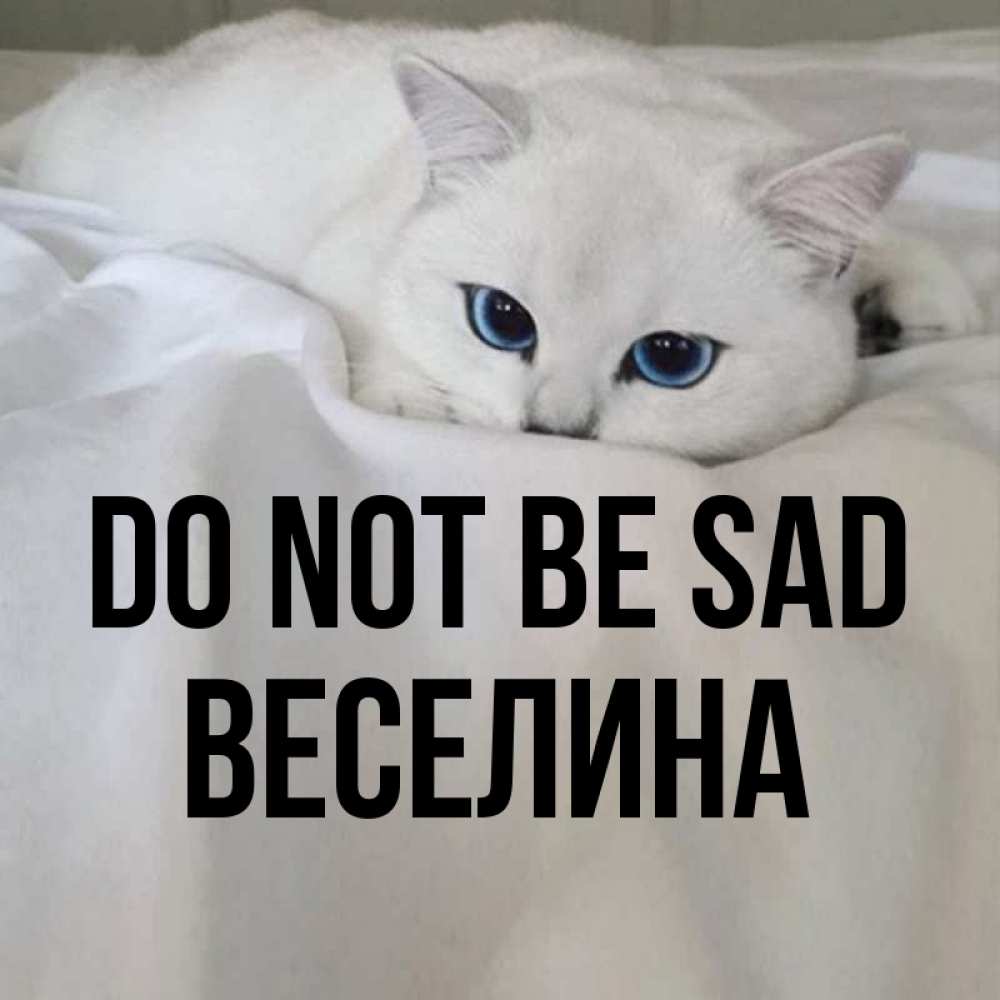 Greetings card с именем, Веселина Do not be sad Голубоглазая кошка Greetings with text for free download 