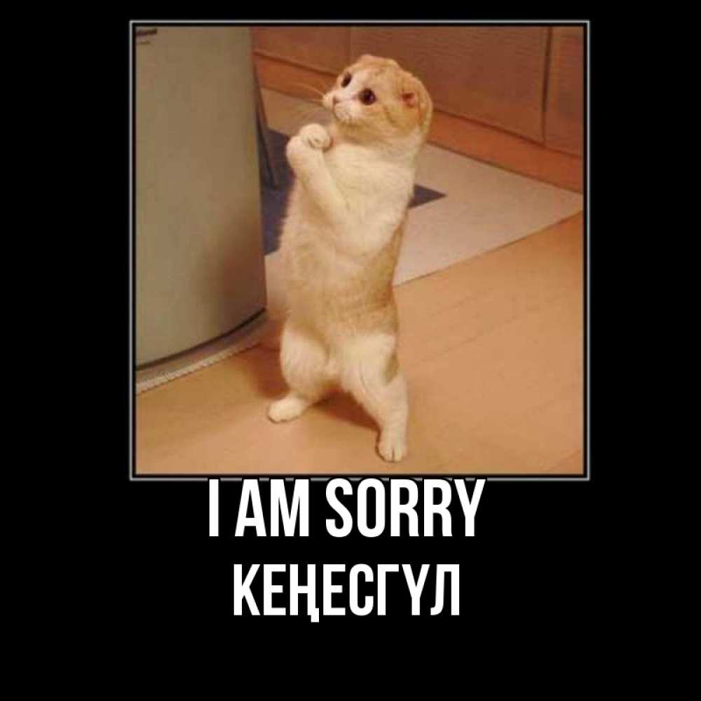Greetings card с именем, КЕҢЕСГҮЛ I am sorry открытка с милым несчастным котиком просящим прощения Greetings with text for free download 
