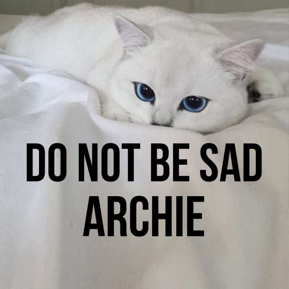 Greetings card с именем, Archie Do not be sad Голубоглазая кошка Greetings with text for free download 