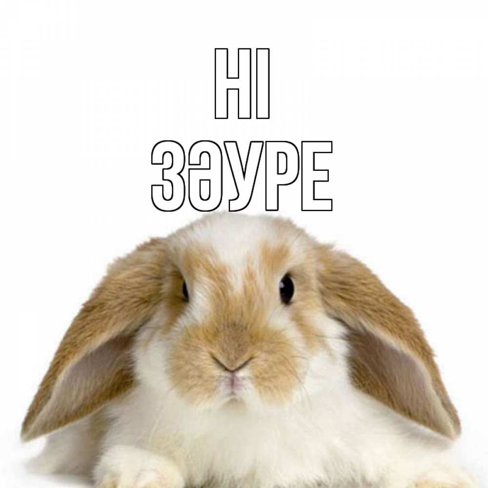 Greetings card с именем, ЗӘУРЕ Hi с животными Greetings with text for free download 