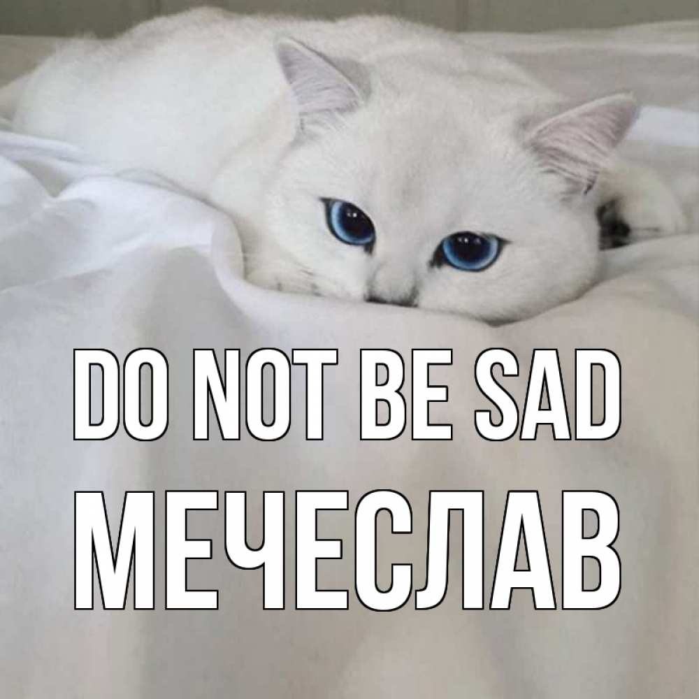 Greetings card с именем, Мечеслав Do not be sad белый кот с голубыми глазами на белоснежной кровати Greetings with text for free download 