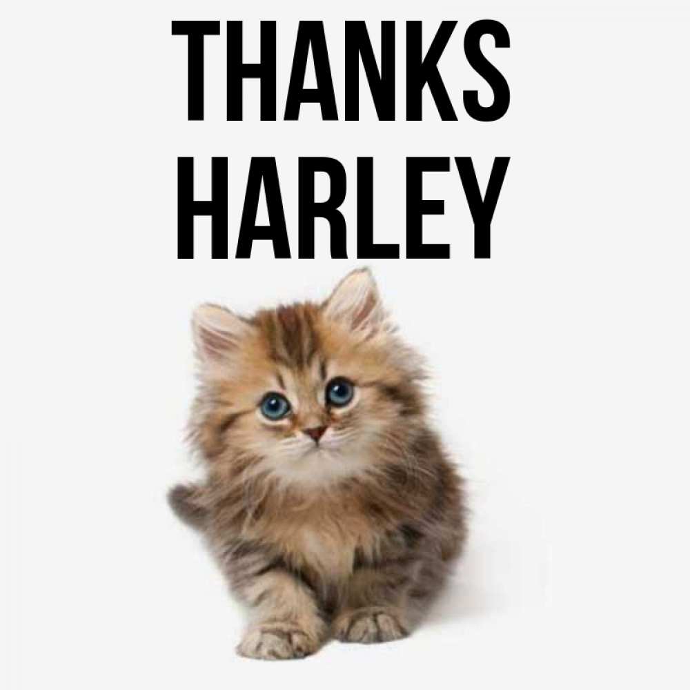 Greetings card с именем, Harley Thanks пушистый котик Greetings with text for free download 