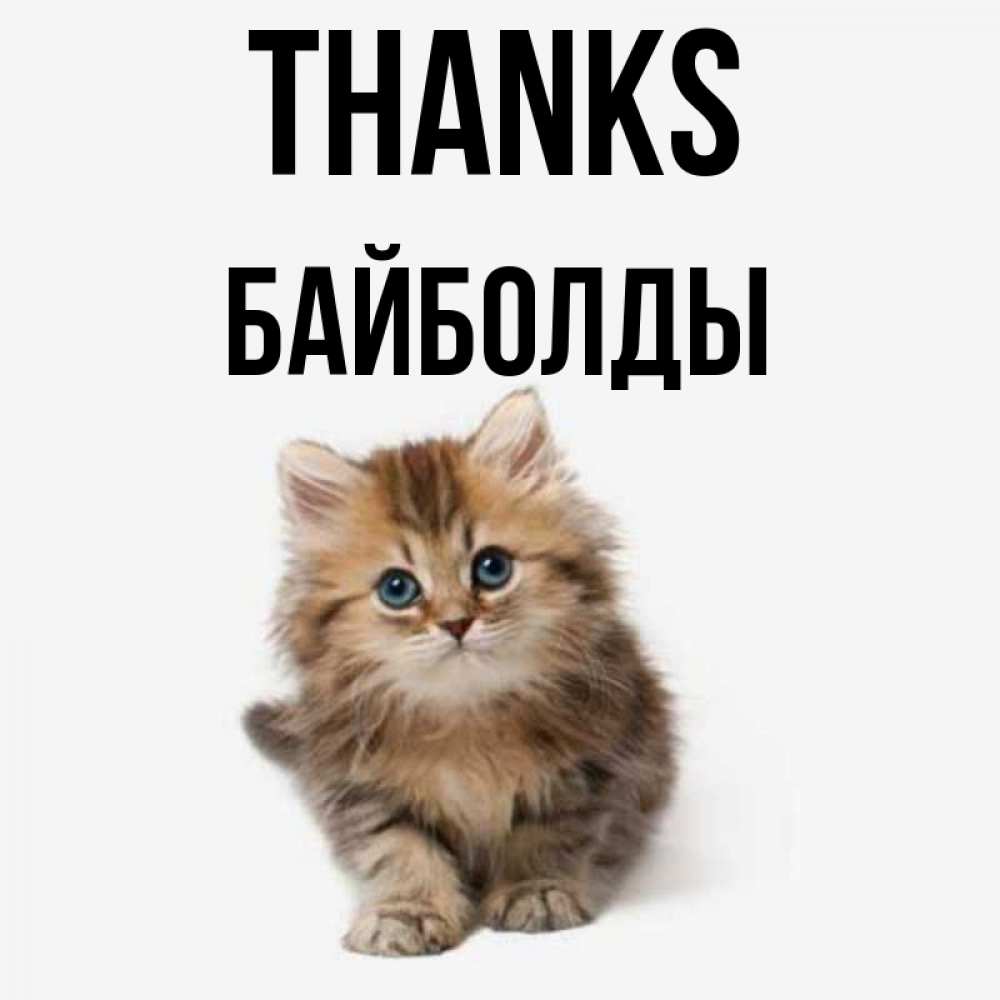 Greetings card с именем, Байболды Thanks пушистый котик Greetings with text for free download 