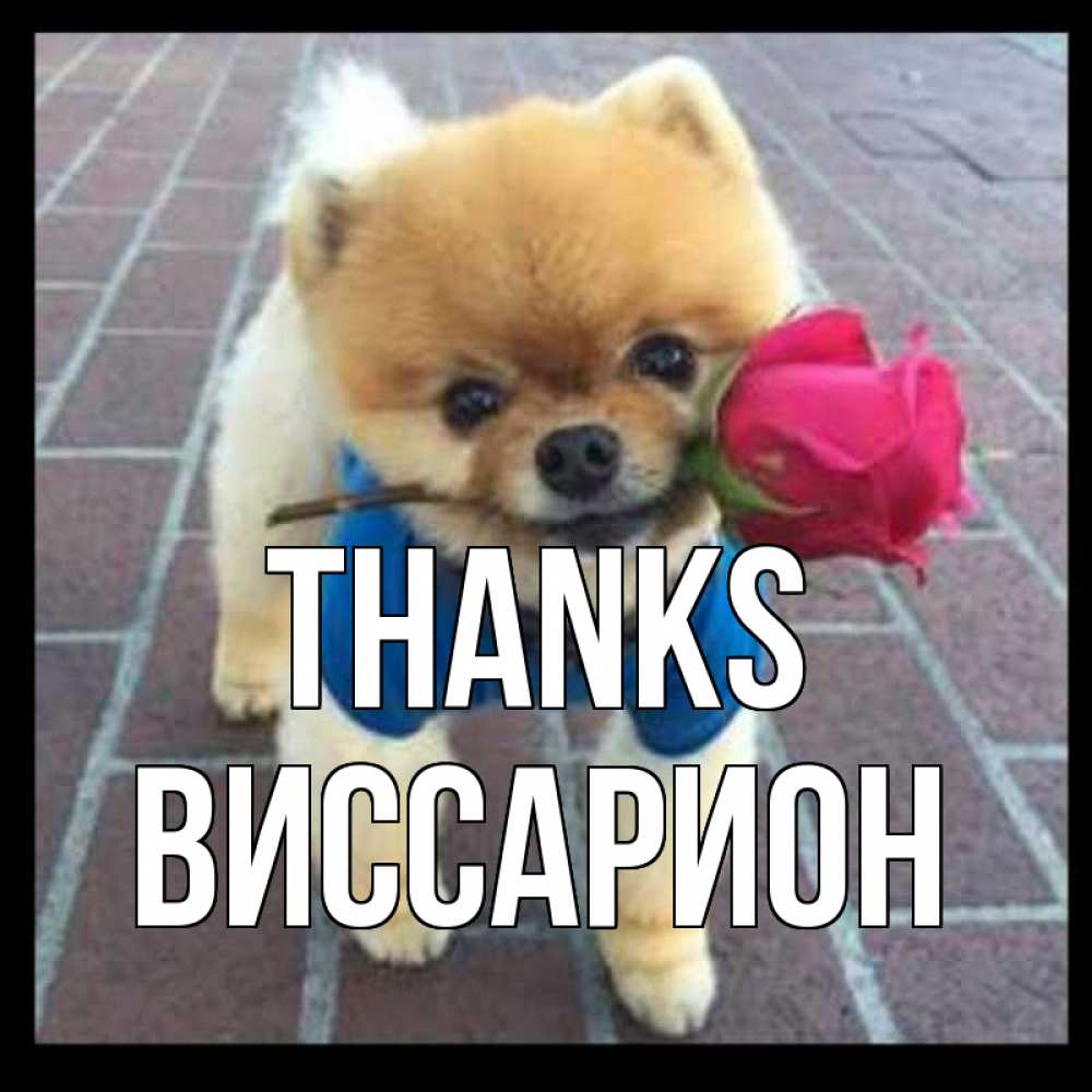 Greetings card с именем, Виссарион Thanks спасибо и дарю тебе цветок Greetings with text for free download 