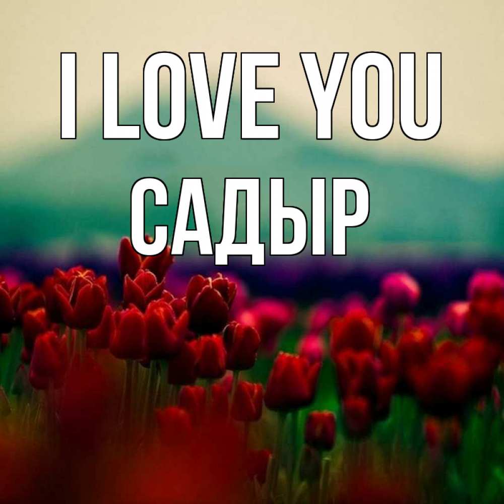 Greetings card с именем, САДЫР I love you тюльпаны 4 Greetings with text for free download 
