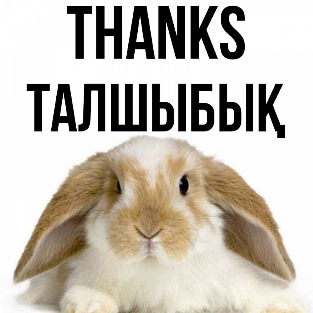 Greetings card с именем, ТАЛШЫБЫҚ Thanks коричнево белый заяц Greetings with text for free download 