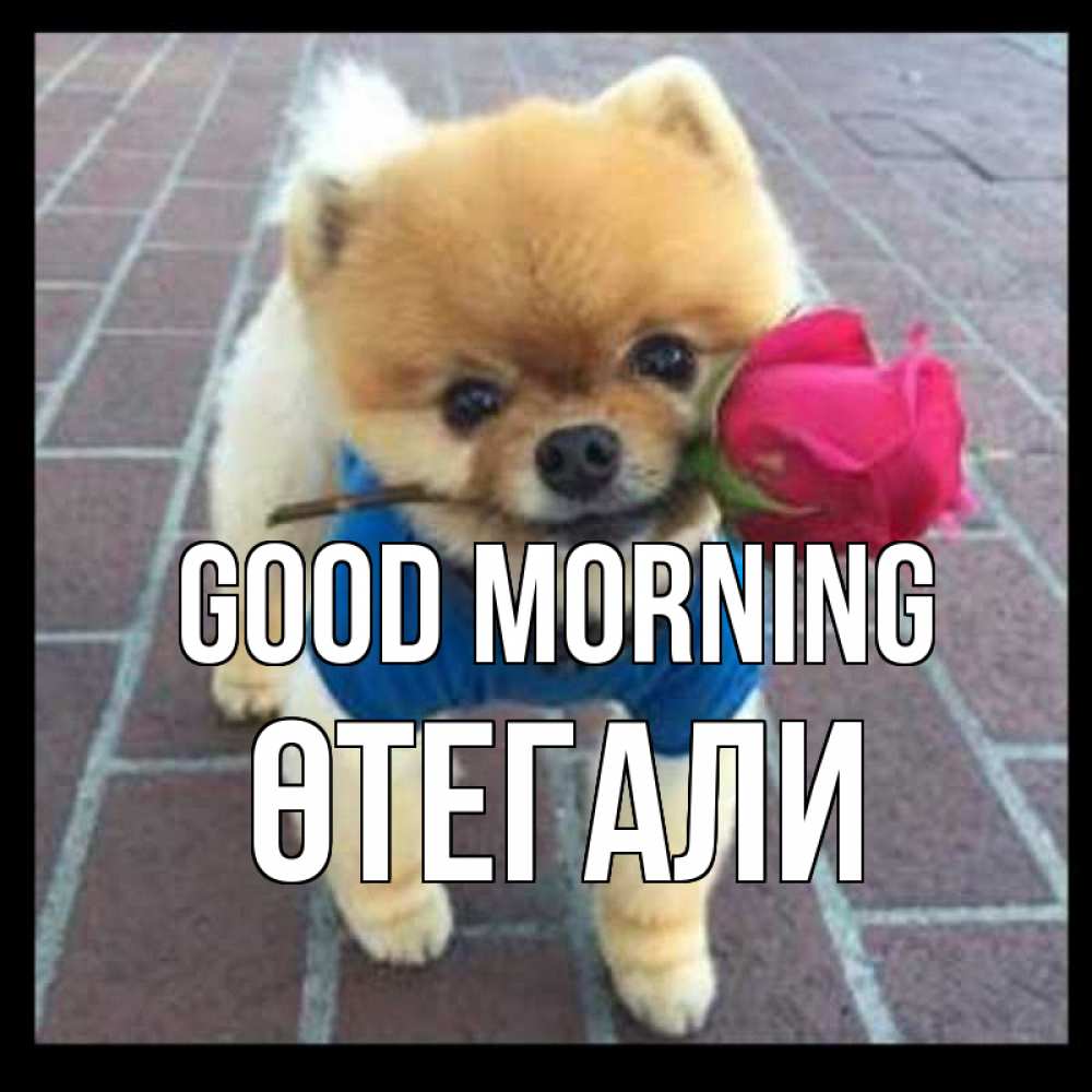 Greetings card с именем, ӨТЕГАЛИ Good morning роза в зубах Greetings with text for free download 