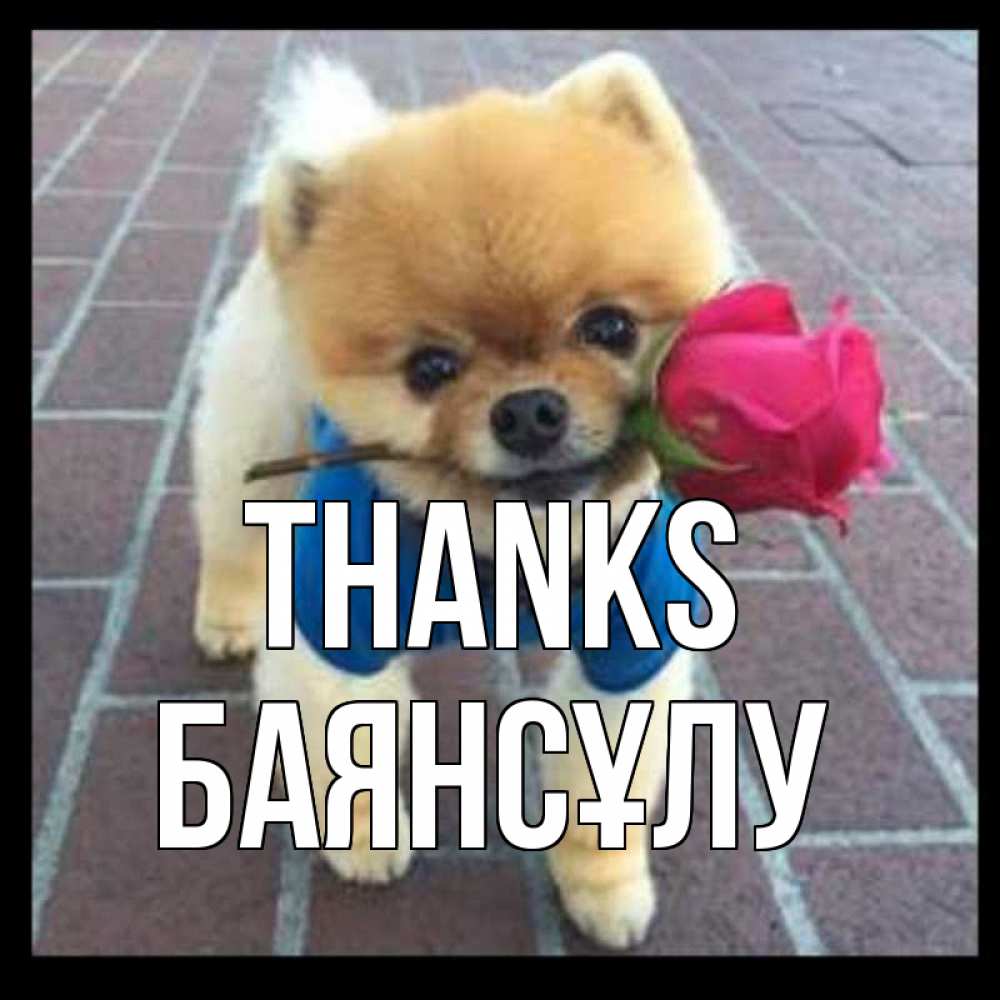 Greetings card с именем, БАЯНСҰЛУ Thanks спасибо и дарю тебе цветок Greetings with text for free download 