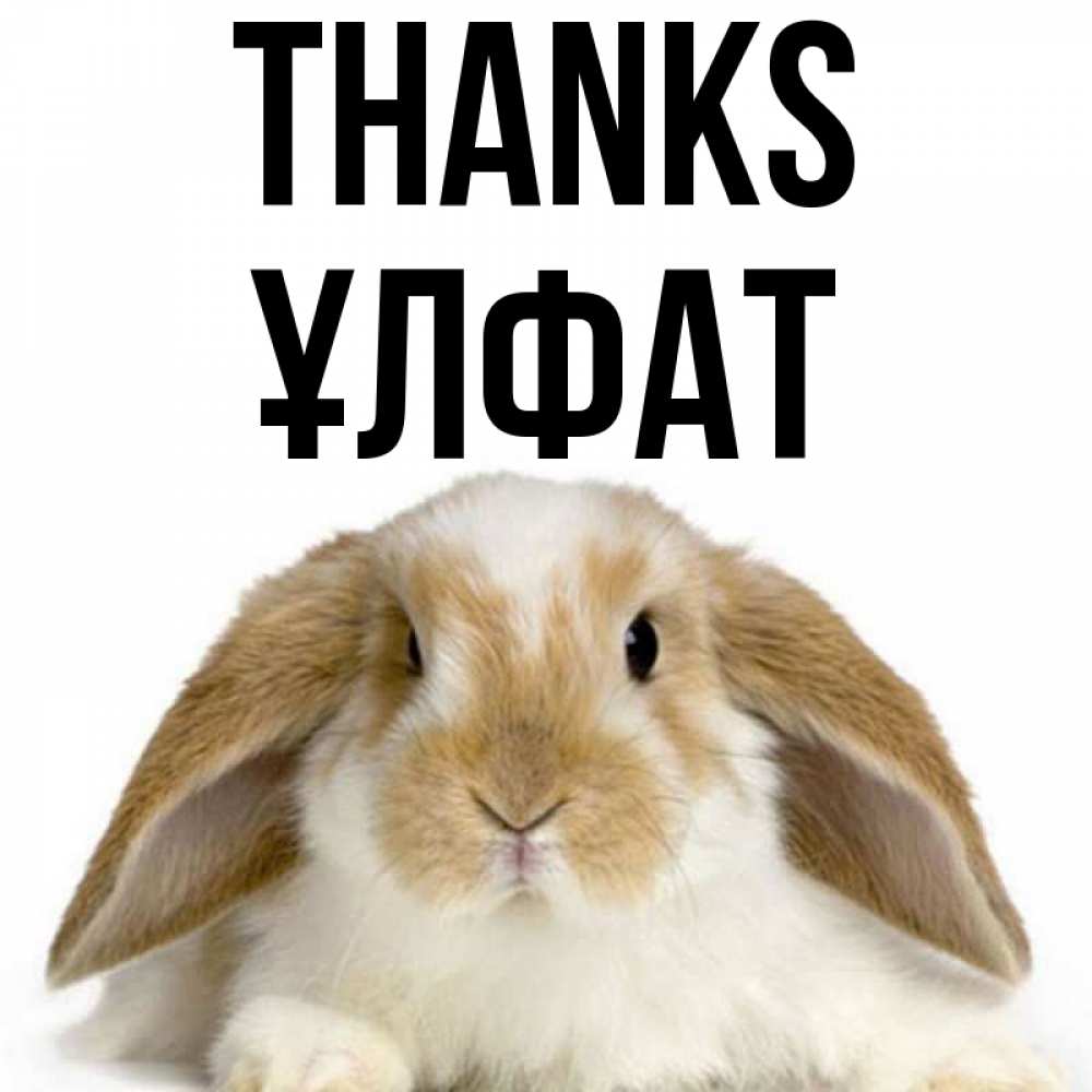 Greetings card с именем, ҰЛФАТ Thanks коричнево белый заяц Greetings with text for free download 