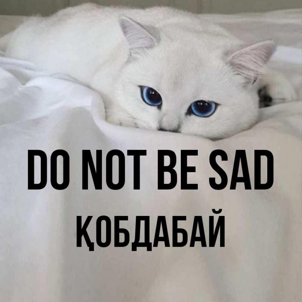 Greetings card с именем, Қобдабай Do not be sad Голубоглазая кошка Greetings with text for free download 