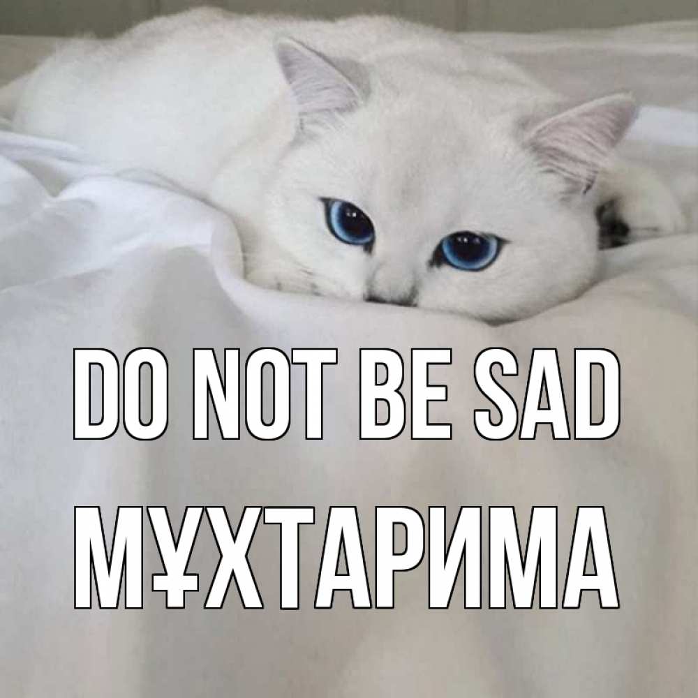Greetings card с именем, МҰХТАРИМА Do not be sad белый кот с голубыми глазами на белоснежной кровати Greetings with text for free download 