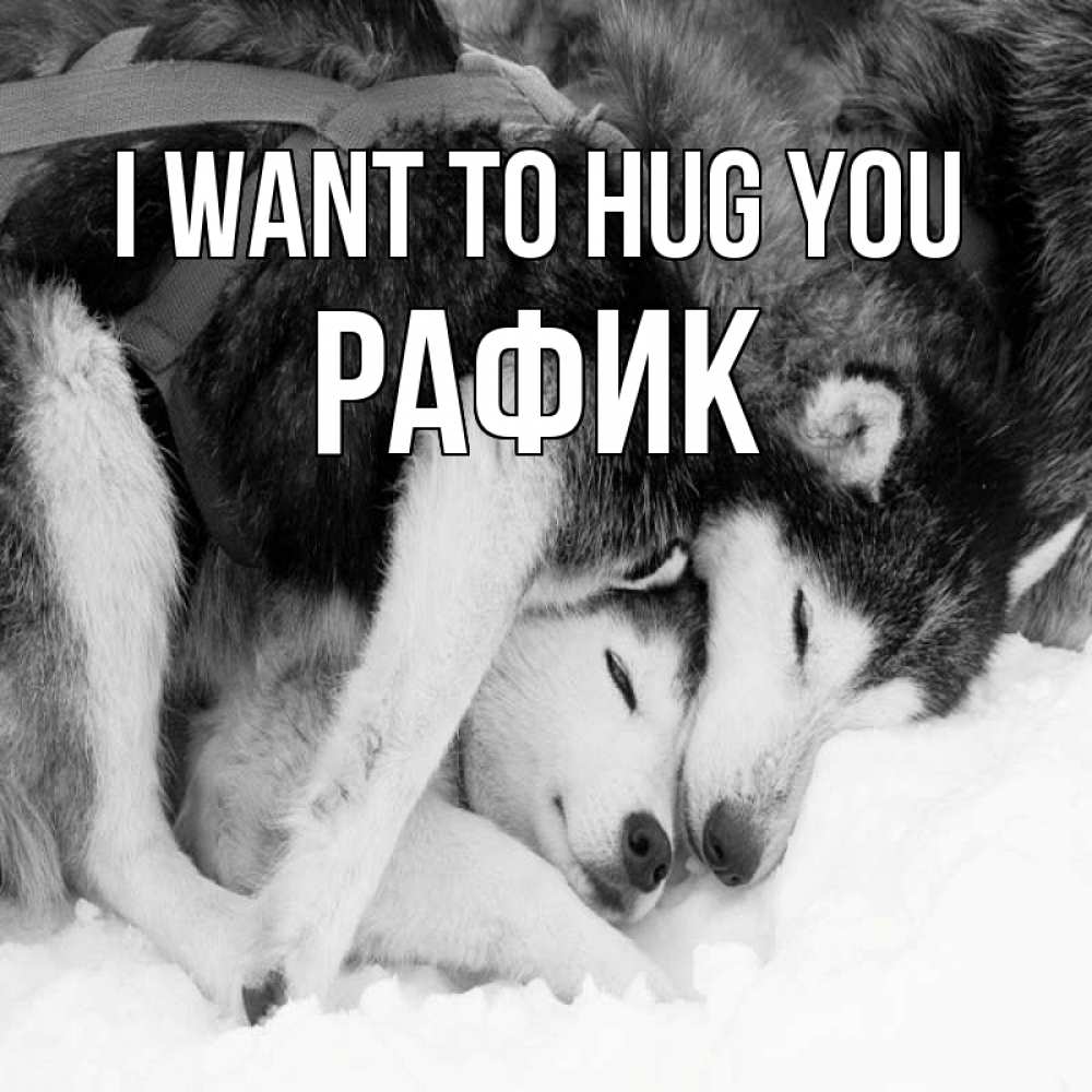 Greetings card с именем, РАФИК I want to hug you собачки в упряжке Greetings with text for free download 