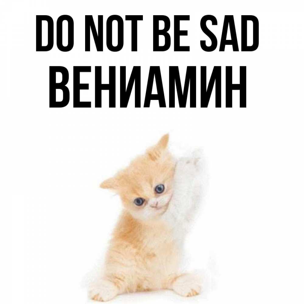 Greetings card с именем, Вениамин Do not be sad просящий кот Greetings with text for free download 