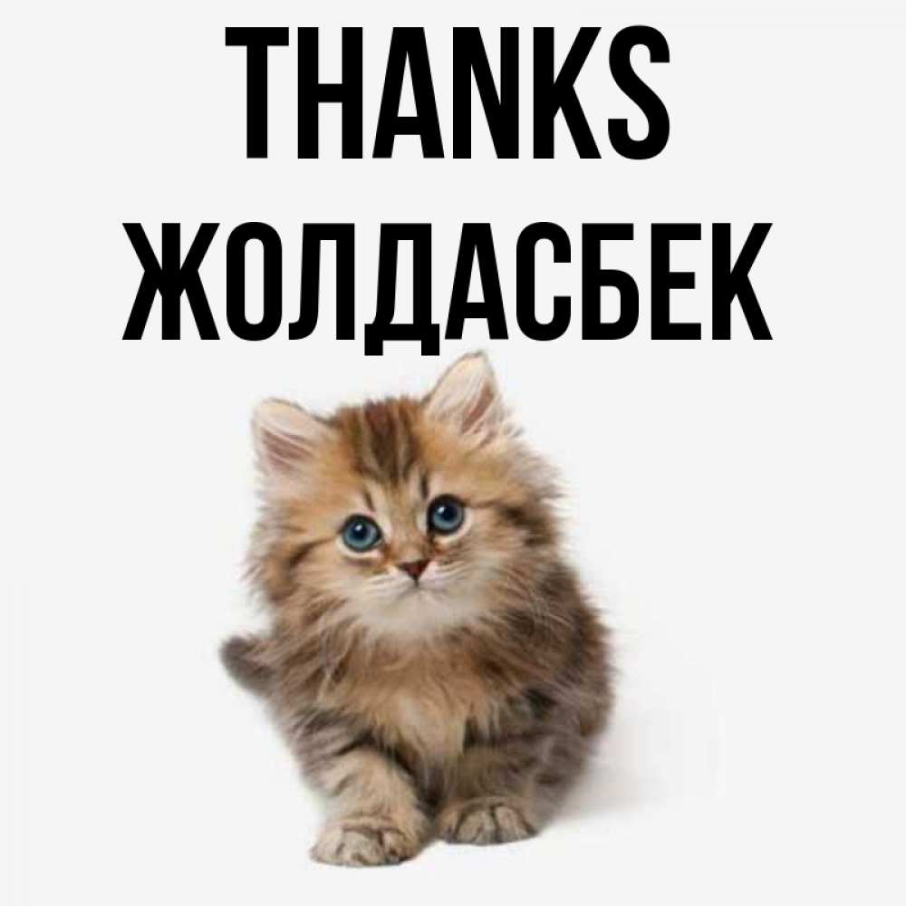 Greetings card с именем, Жолдасбек Thanks пушистый котик Greetings with text for free download 