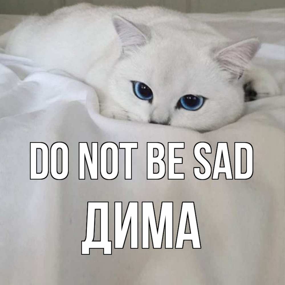Greetings card с именем, Дима Do not be sad белый кот с голубыми глазами на белоснежной кровати Greetings with text for free download 