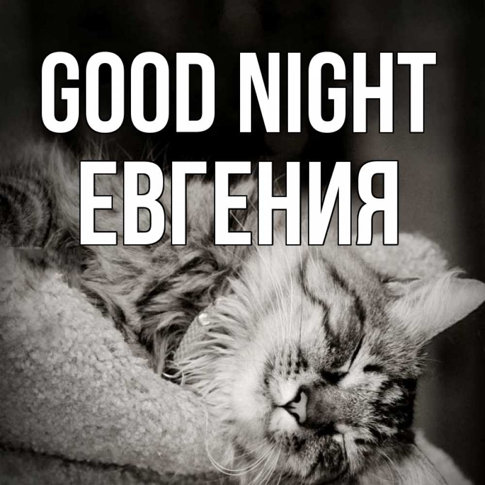 Greetings card с именем, Евгения Good night котярик пушистый Greetings with text for free download 