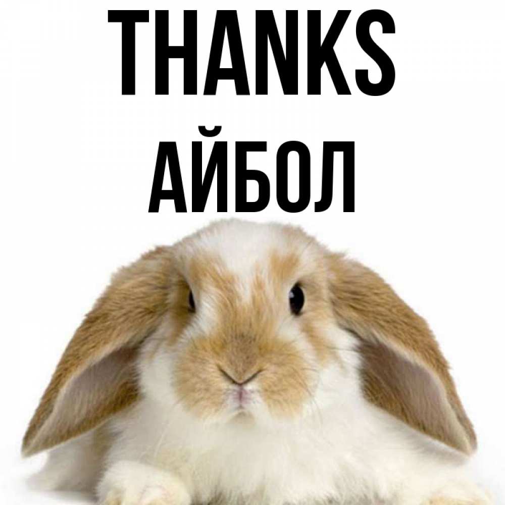 Greetings card с именем, Айбол Thanks коричнево белый заяц Greetings with text for free download 