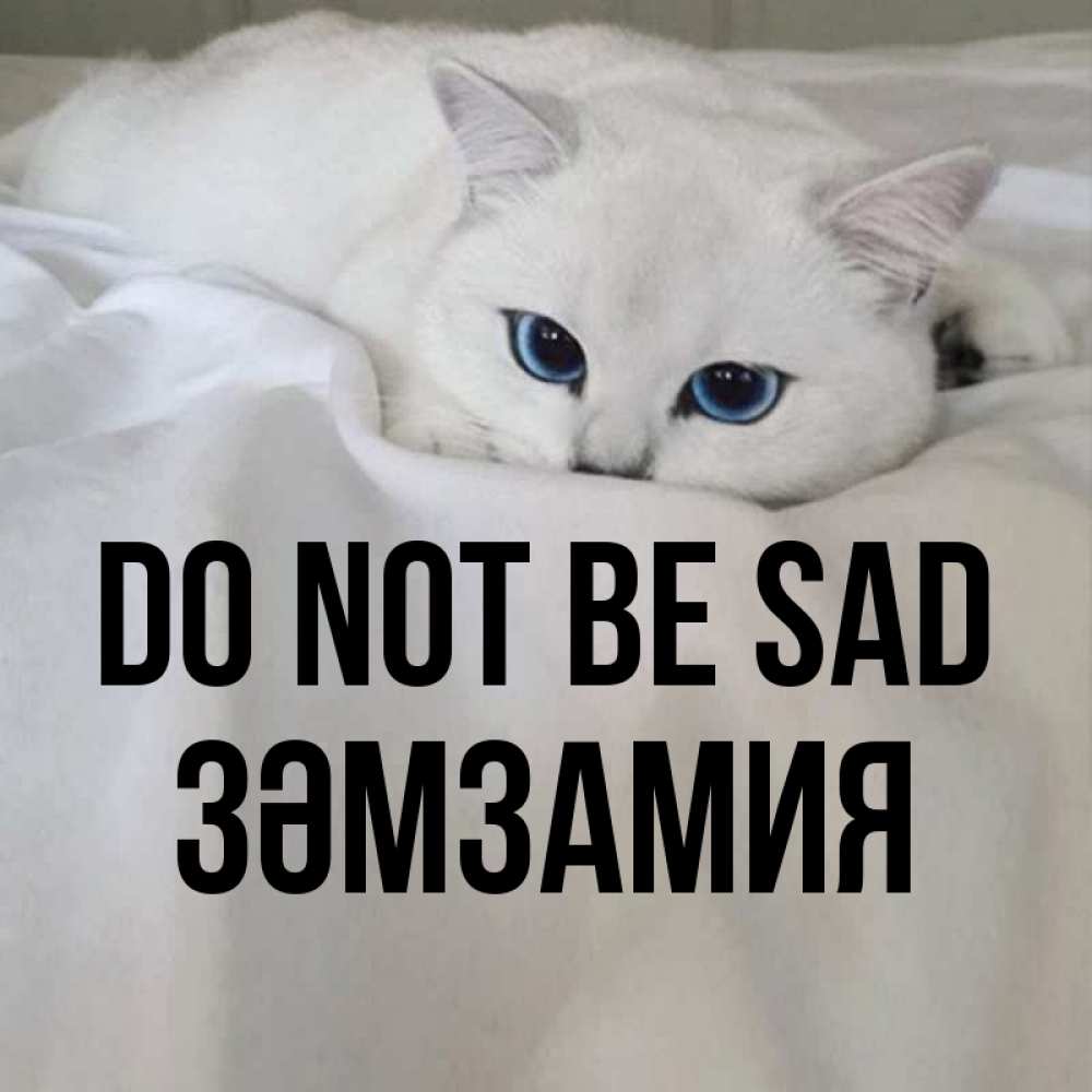 Greetings card с именем, ЗӘМЗАМИЯ Do not be sad Голубоглазая кошка Greetings with text for free download 