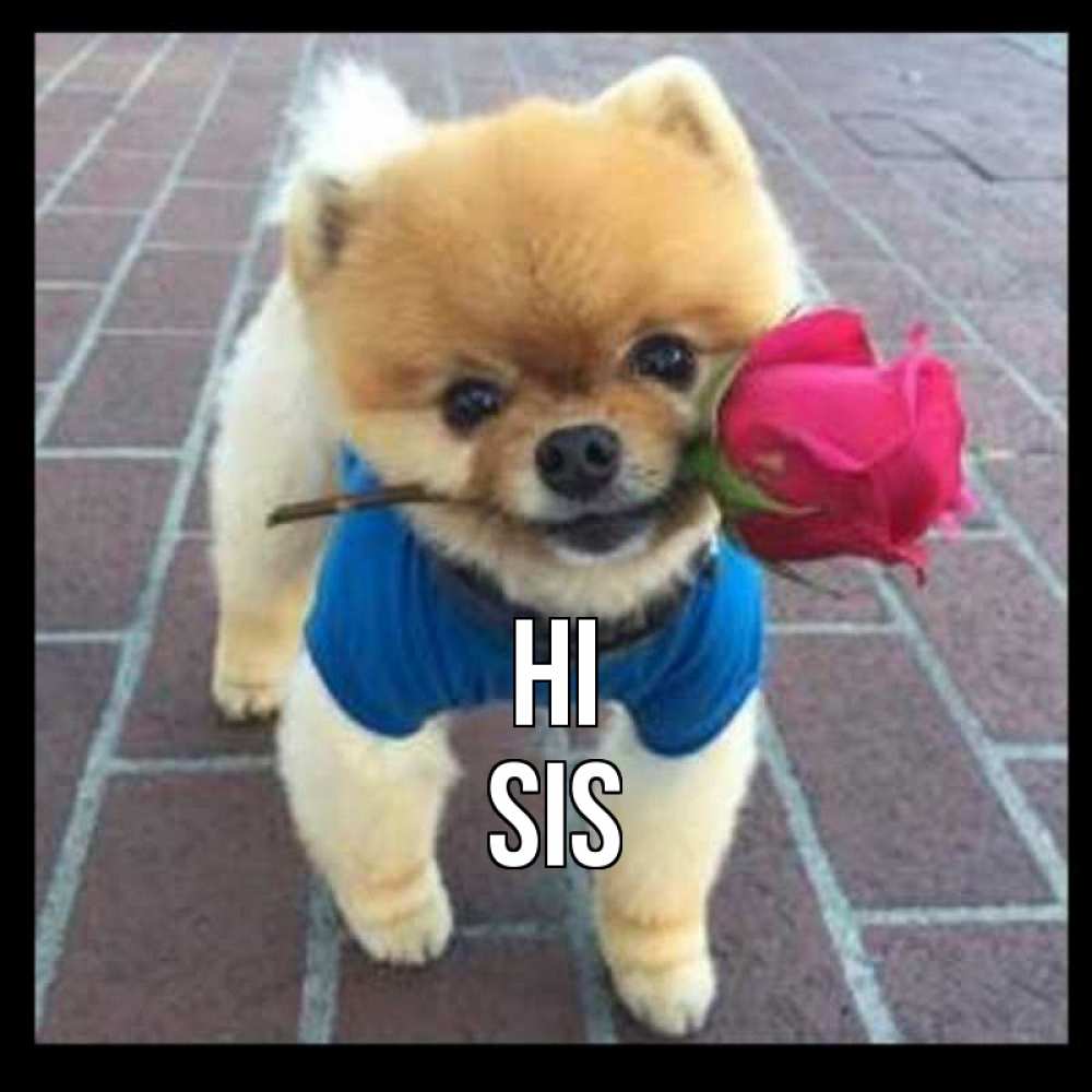 Greetings card с именем, sis Hi роза в зубах у собаки Greetings with text for free download 
