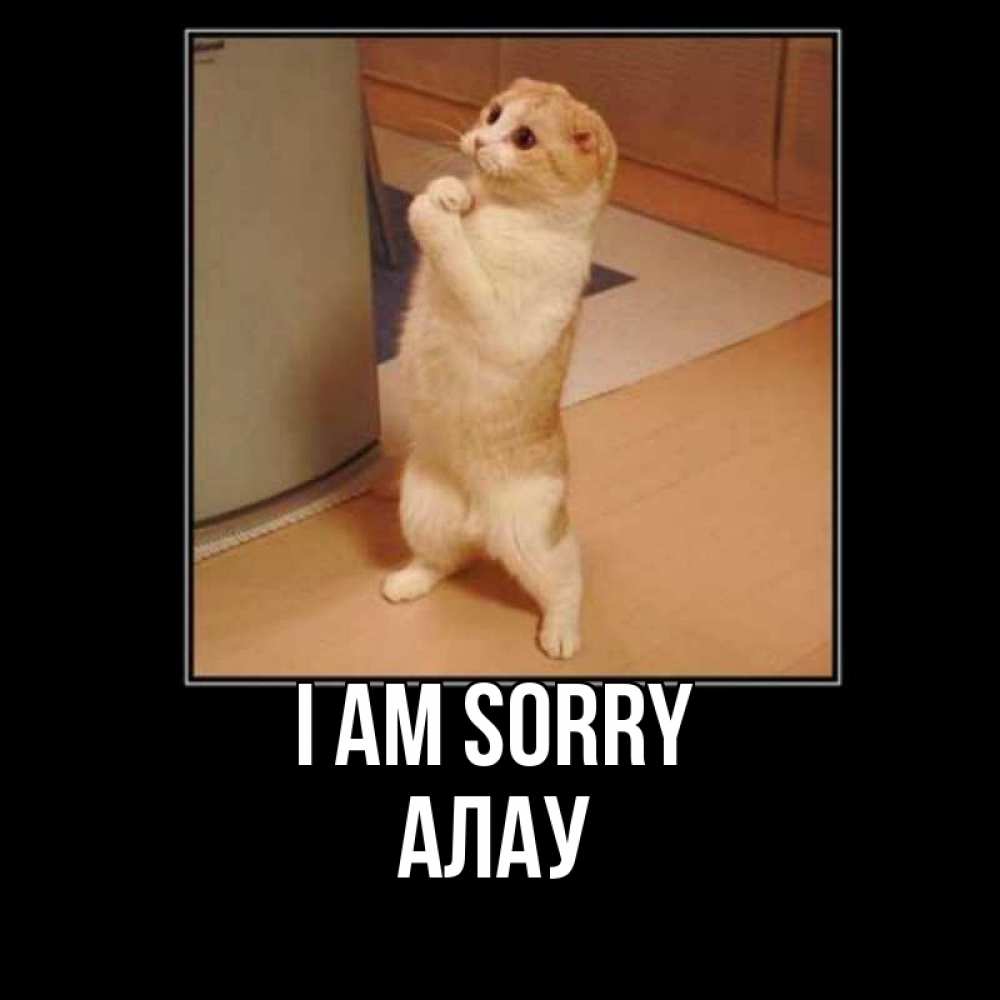 Greetings card с именем, Алау I am sorry открытка с милым несчастным котиком просящим прощения Greetings with text for free download 