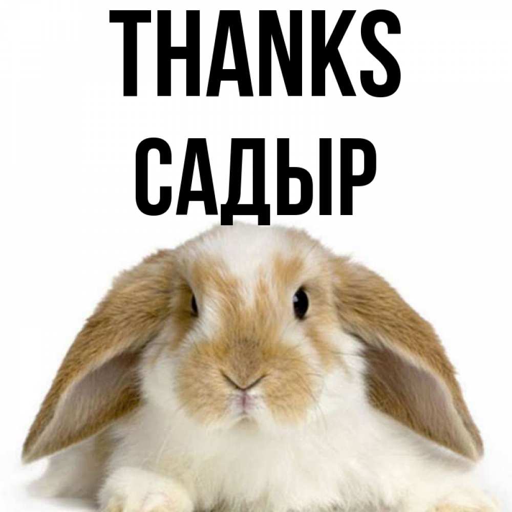 Greetings card с именем, САДЫР Thanks коричнево белый заяц Greetings with text for free download 