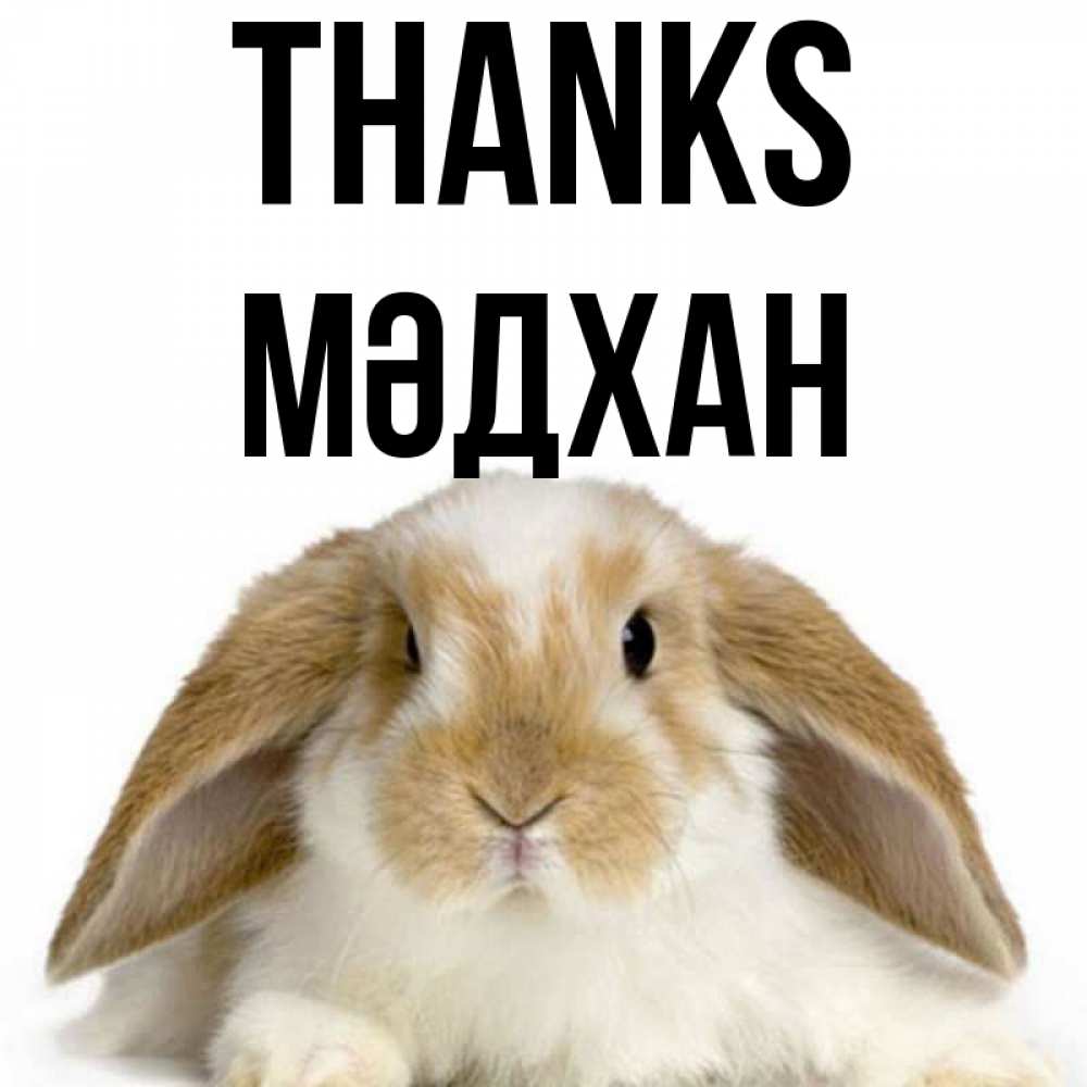 Greetings card с именем, МӘДХАН Thanks коричнево белый заяц Greetings with text for free download 