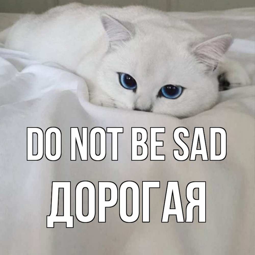 Greetings card с именем, Дорогая Do not be sad белый кот с голубыми глазами на белоснежной кровати Greetings with text for free download 