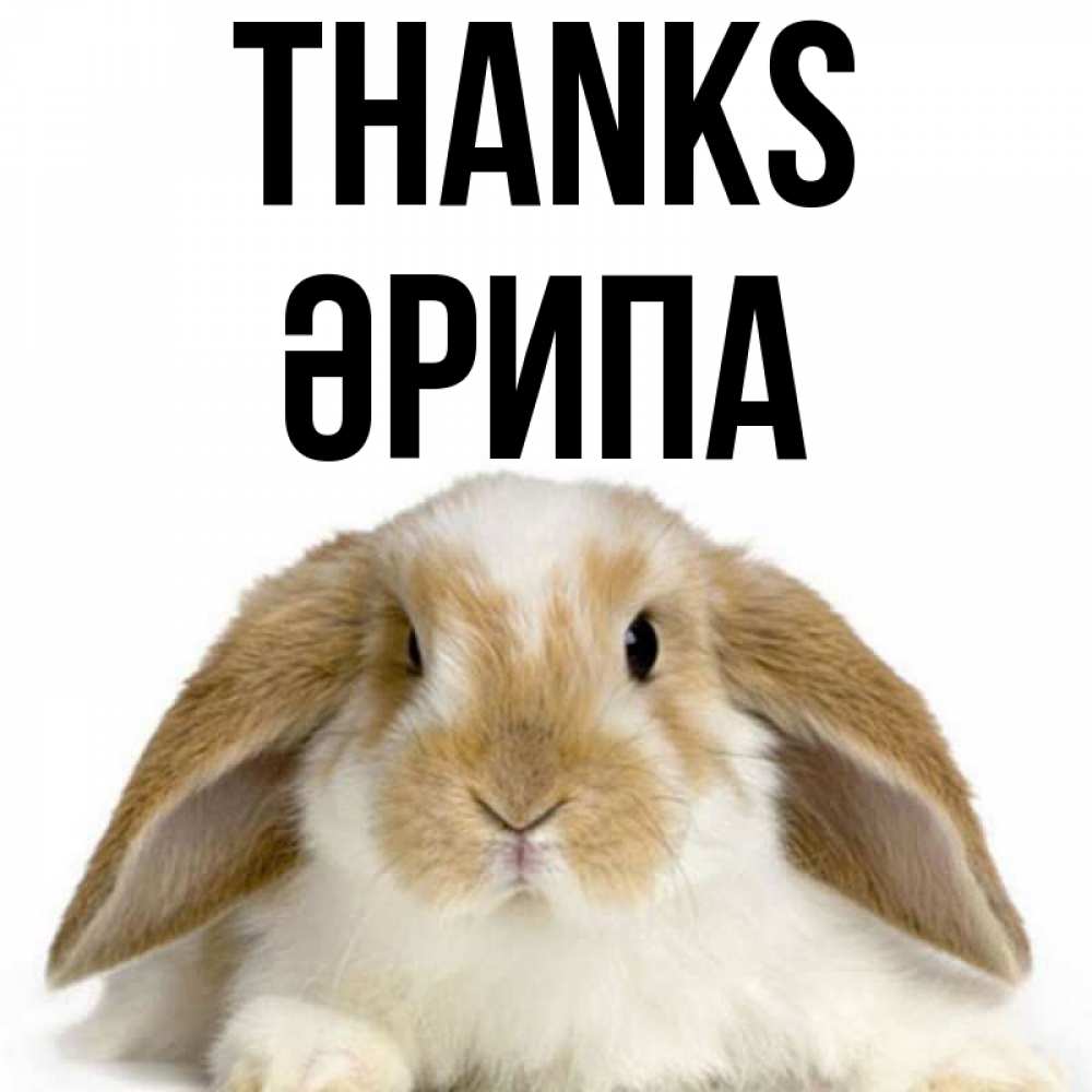 Greetings card с именем, ӘРИПА Thanks коричнево белый заяц Greetings with text for free download 