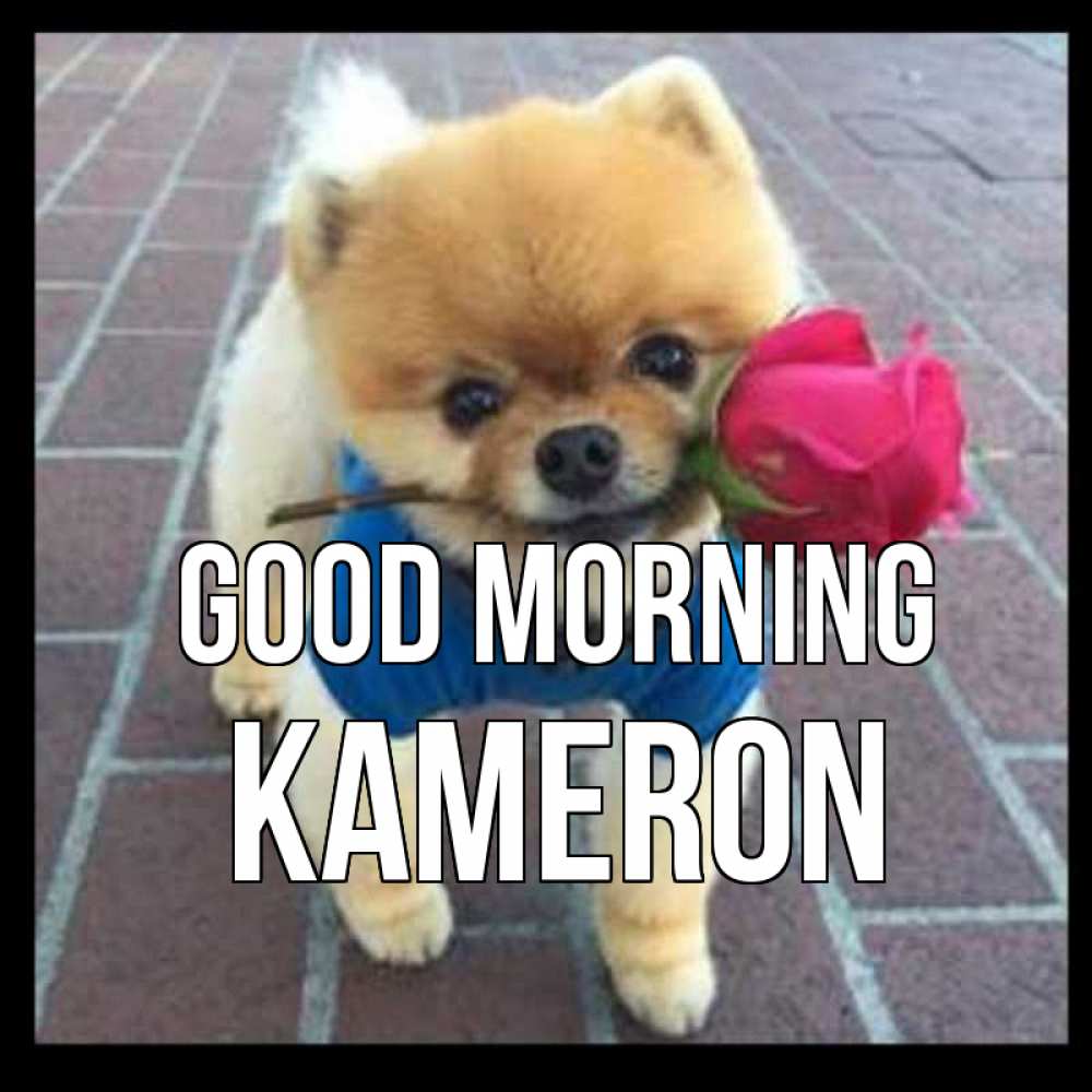 Greetings card с именем, Kameron Good morning роза в зубах Greetings with text for free download 