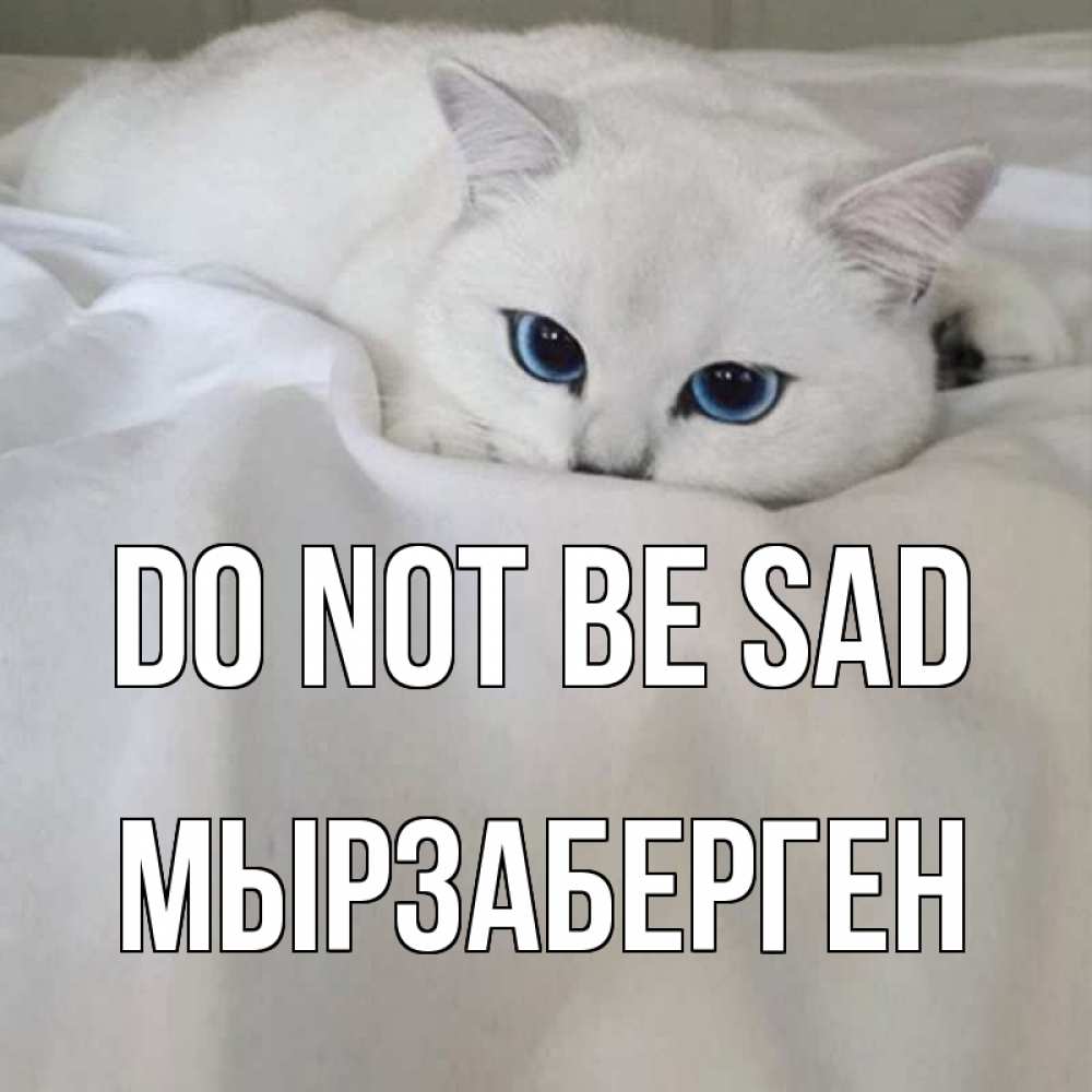 Greetings card с именем, Мырзаберген Do not be sad белый кот с голубыми глазами на белоснежной кровати Greetings with text for free download 