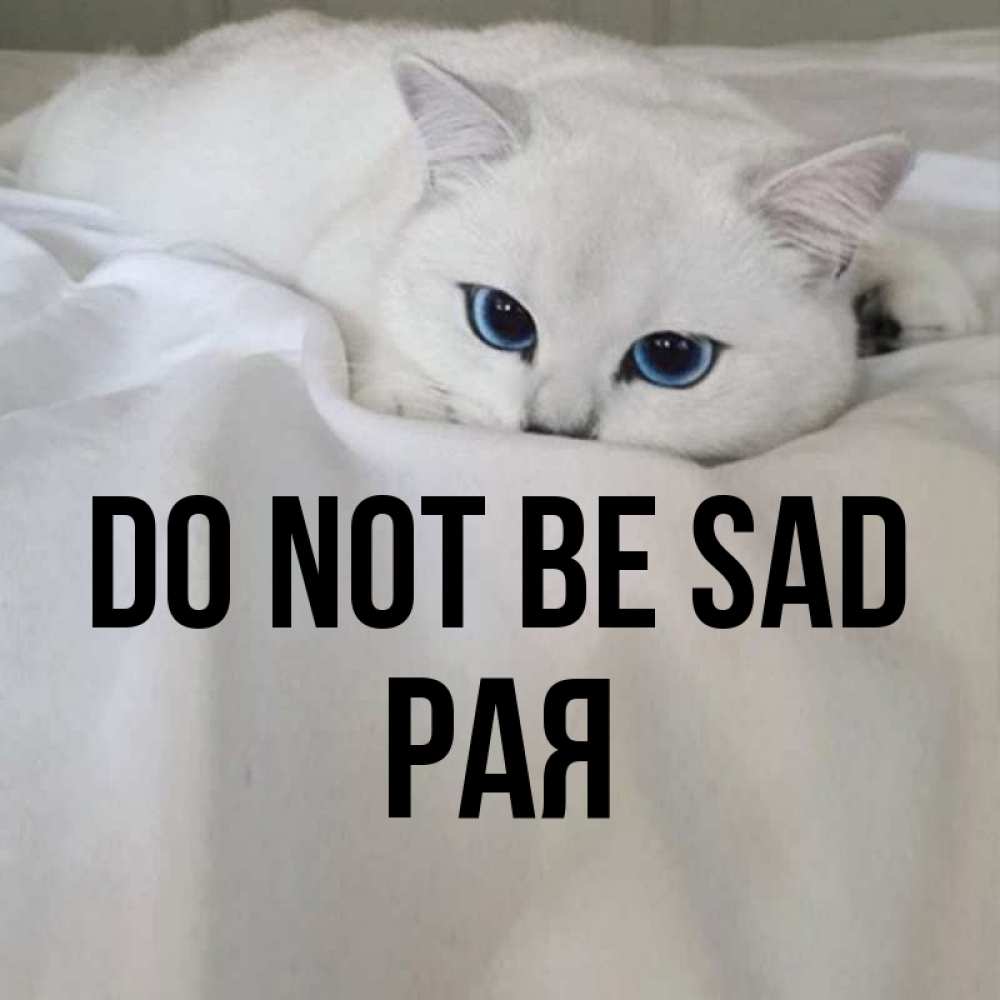 Greetings card с именем, Рая Do not be sad Голубоглазая кошка Greetings with text for free download 