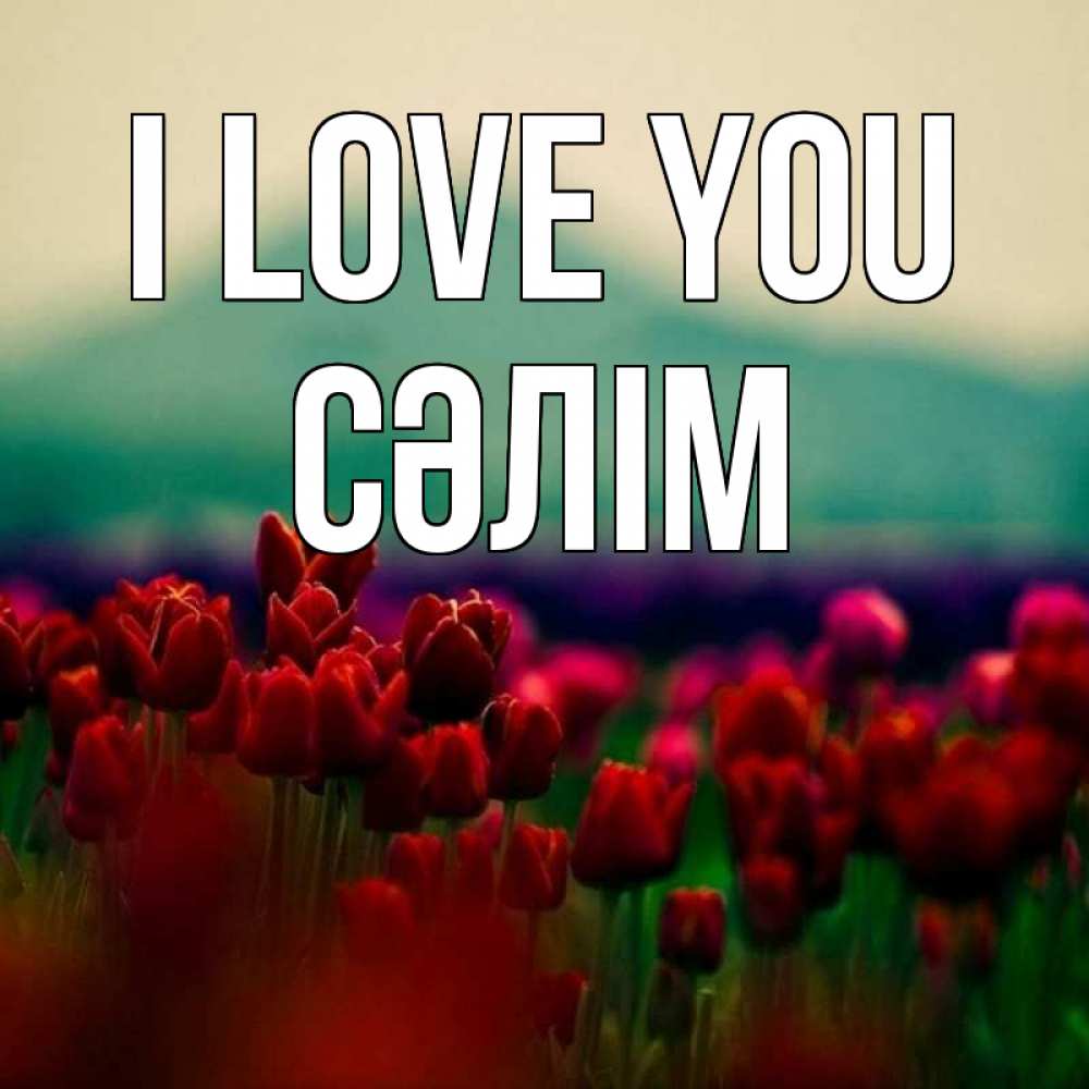 Greetings card с именем, СӘЛІМ I love you тюльпаны 4 Greetings with text for free download 