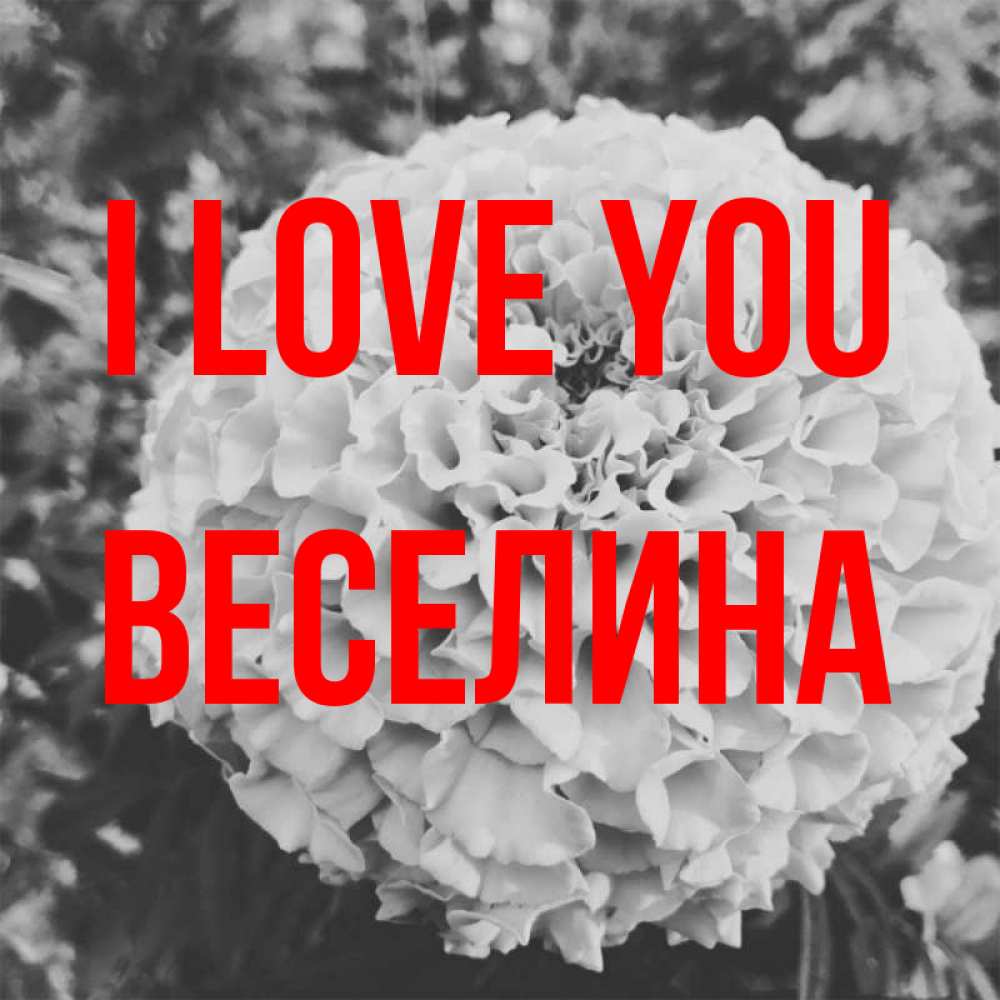 Greetings card с именем, Веселина I love you подпись Greetings with text for free download 
