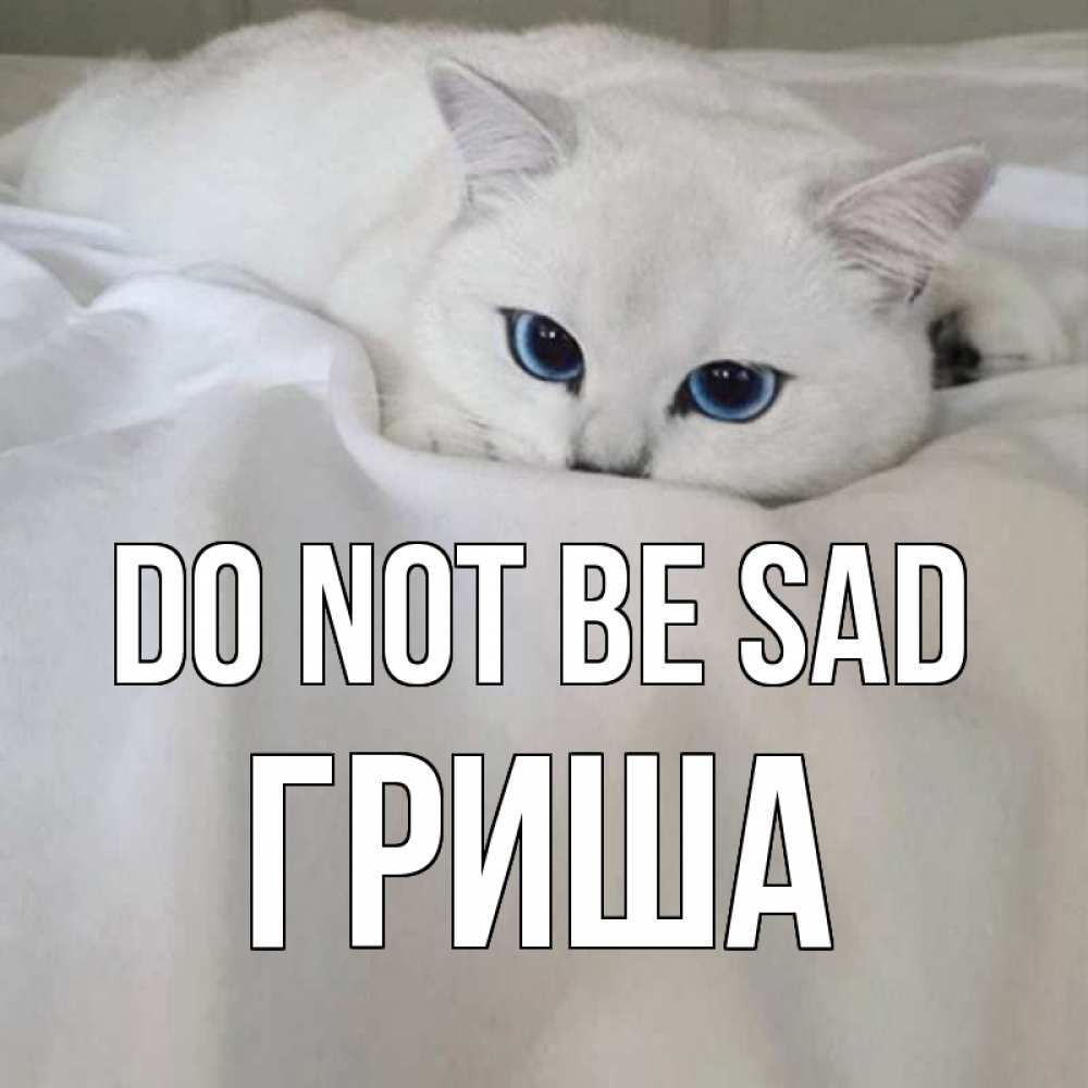 Greetings card с именем, Гриша Do not be sad белый кот с голубыми глазами на белоснежной кровати Greetings with text for free download 