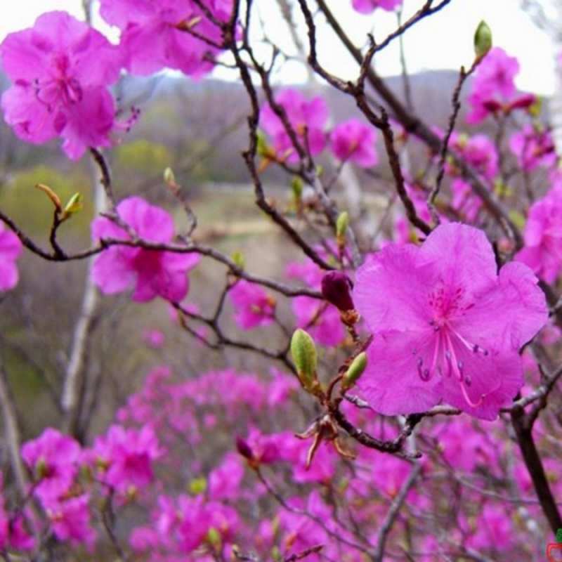 Открытка весенние цветы  международный женский день  happy women`s day 